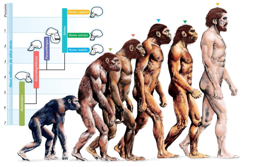 evolution of humans