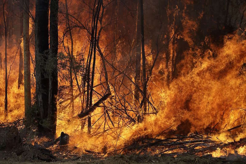 An intentionally lit controlled fire burns intensely near Tomerong, Australia, Wednesday, Jan. 8, 2020, in an effort to contain a larger fire nearby. Around 2,300 firefighters in New South Wales state were making the most of relatively benign conditions by frantically consolidating containment lines around more than 110 blazes and patrolling for lightning strikes, state Rural Fire Service Commissioner Shane Fitzsimmons said. (AP Photo/Rick Rycroft)