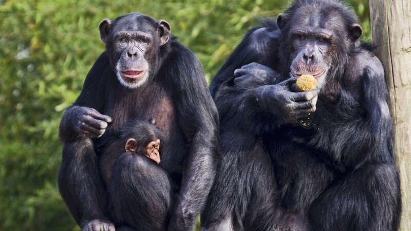 scimpanzè