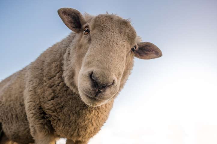sheep 1822137 960 720