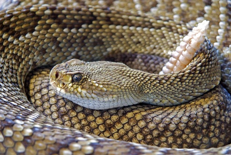 snake rattlesnake reptile skin